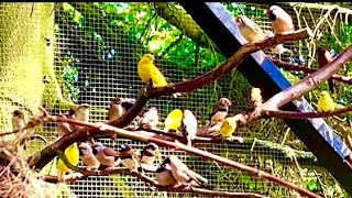 🤩Amazing Bird Breeding Update  Finches Canary Budgies Bird Aviary  S3Ep2 birds nature bird [upl. by Bibah767]