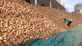 Complete details on Large Scale Primitive Potato farming Using RAINWATER  Sowing to Lorry Loading [upl. by Miltie710]