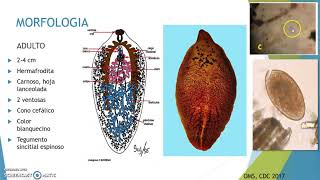 Fasciola hepatica1 [upl. by Hola18]