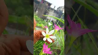 Rainlily Rosea Candida shorts trending trendingshorts status whatsappstatus india [upl. by Anaiq]