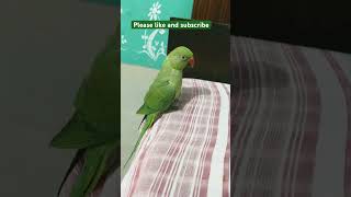 shortsvideo shorts parrotparrot bolnewalaparrot funny bolnywalatota birdsong youtube yt me [upl. by Treblah]