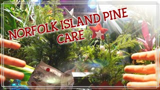 Norfolk Island Pine Tree Care [upl. by Rooke330]