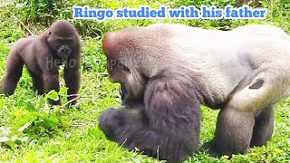 林戈跟阿爸學習😆🤣Silverback gorilla family interactionsDjeeco FamilyTayariJabaliIrikiRingo [upl. by Molloy919]