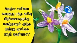 நெஞ்சு சளியை கரைத்து ரத்த கசிவு பிரச்னைகளுக்கு மருந்தாகும் இந்த அற்புத மூலிகை பற்றி தெரியுமா [upl. by Acinemod]