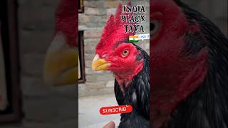 IndiavsPakistan Aseel Murga Same Qualityaseelmurga ytshorts birds petsrehman shorts l cat dog [upl. by Gildas]