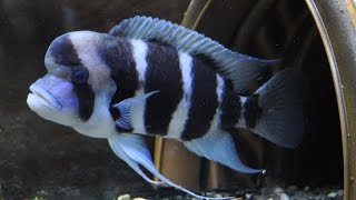 Burundi Frontosa Cichlids  Big Momma and Mo [upl. by Nnaeerb857]