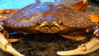 Cooking a fresh Dungeness Crab [upl. by Bena216]