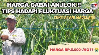 HARGA CABAI ANJLOK ⁉️TIPS PETANI HADAPI FLUKTUASI HARGA CABAI [upl. by Anitsugua]