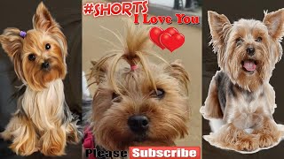 Yorkie Lucy time for a haircut Yorkshire terrier dog [upl. by Aryhs433]