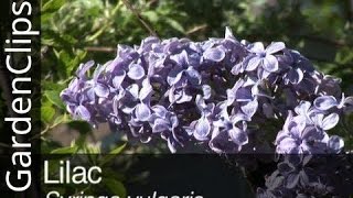 Lilac  Syringa vulgaris  Everything you need to know about Lilacs [upl. by Nnairol403]