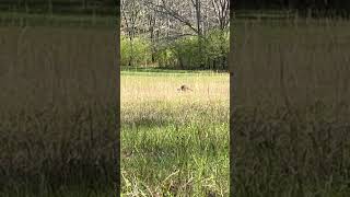 SPRING TURKEY Season Is Here… FINALLY hunting turkey turkeyhunting [upl. by Buffum]