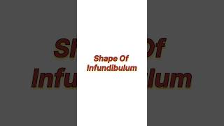 Shape of infundibulum [upl. by Bui590]