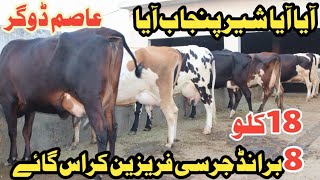 Asim Dogar Dairy Farm  8 Best Ever Brand Cows  Biggest Milking Cows 11 July 2024 Farming Channel [upl. by Erotavlas939]