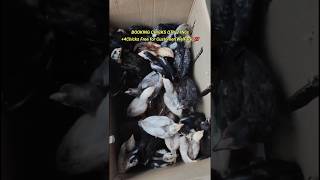 AndraPradesh💥Customers Purchased 2Months60Days CompletedChicks for his New Farm🤩 farming chicks [upl. by Docile792]