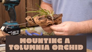 How to mount Tolumnia orchids [upl. by Joseph431]