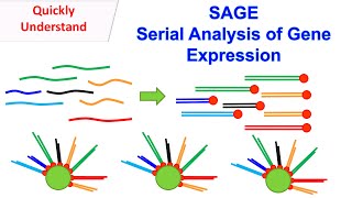 SAGE  Serial Analysis of Gene Expression [upl. by Haiel694]