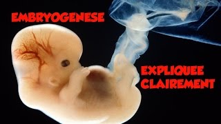 🔴 Dr Astuce  EMBRYOLOGIE EXPLIQUEE CLAIREMENT [upl. by Yelyk465]