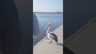 Beautiful pelicans at Queenscliff boat ramp [upl. by Rehsu]