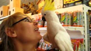 Cockatoo on Shoulder Begs for a Home [upl. by Daza302]