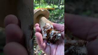 Boletus ReticulatusJuly 2024 asmr asmrmushrooms fungi boletus porchini mushroomhunting [upl. by Drarreg79]