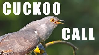 Bird sounds  CUCKOO call [upl. by Purcell154]