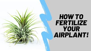 How To Properly Fertilize Your Airplants Tillandsia [upl. by Solberg]