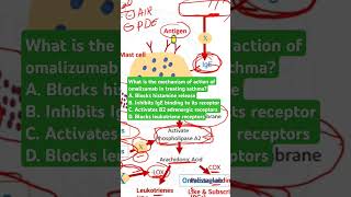 What is the mechanism of action of omalizumab in treating asthma [upl. by Kaleb]