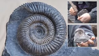 Cracking Open an Ammonite Nodule [upl. by Eylloh236]