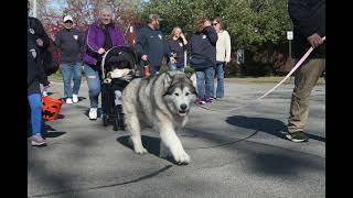 Veterans Day Parade Photos [upl. by Ednarb]