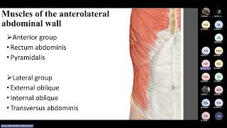 Anatomy tutorial Anterolateral abdominal wall Dr Neven Abdelhamid [upl. by Bayer]