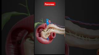 pancreas Anatomy shortsvideo anatomy Viral [upl. by Htiekal]