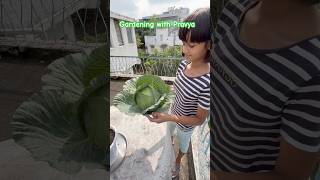 Gardening with Pravya Beautiful Cabbage in a Pot in My Garden [upl. by Ecnarret]