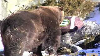 Cheesehead Hat Crushed by Bears at Brookfield Zoo [upl. by Siloam897]