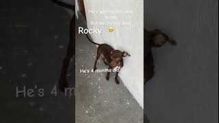 He’s dangerous watch out 🤫 funnydogs animals cute [upl. by Marston]