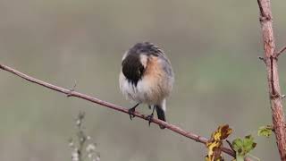 Stonechat Saxicola rubicola Saltimpalo [upl. by Anig744]