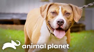 The Pit Bull that Changed a Retired Arena Football Managers Life Forever  Pit Bulls and Parolees [upl. by Odnavres]