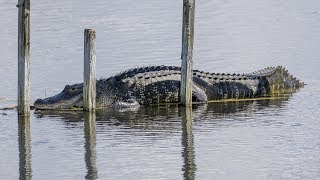 Alligator Gathering at Lake Apopka [upl. by Otreblig]