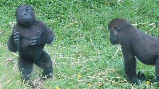 小金剛Ringo用蟛蜞菊鋪窩🦍👶🏻Little gorilla Ringo made a nest [upl. by Irrabaj]