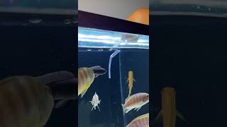 African Cichlid Tank pH Test [upl. by Ame]