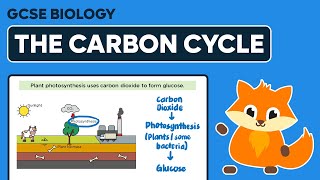 The Carbon Cycle  GCSE Biology [upl. by Holbrook102]