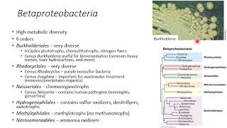 Ch 16 Diversity of Bacteria [upl. by Kosel]