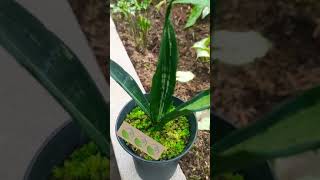 Sansevieria Trifasciata Moonshine Brazilian [upl. by Yticilef]