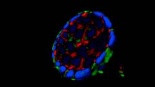 3D construction of Caco2 cyst [upl. by Celle]