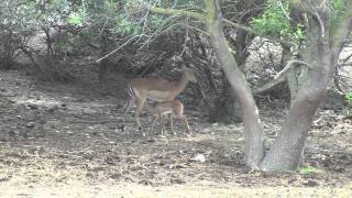 Jeune Impala en train de téter sa mère à la Réserve Africaine de Sigean Aude  2012 [upl. by Korella]