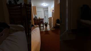 Guess Im ordering Chinese food tonight germanshepard viralvideo dogs funny chinesefood [upl. by Berkow896]