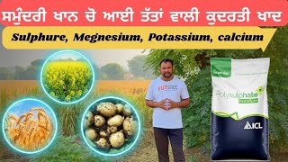 ਇਕੋ ਖਾਦ 4 ਤੱਤ Wheat Mustard and potato farming Icl polysulphate usage information [upl. by Adlay]