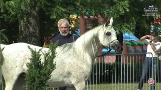 Bialka 2024 2nd Polish Classic Show Class 3B [upl. by Keverne90]