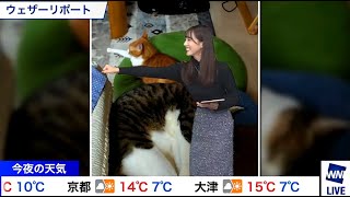 【武藤彩芽】 ねこパーーーーンチ [upl. by Nehtanhoj]