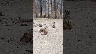 Edinburgh zoo [upl. by Borlow489]