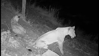 Baboons silently wake to the Lions below [upl. by Epilihp]